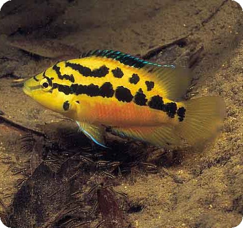 Salvini Cichlid 4-5 inch